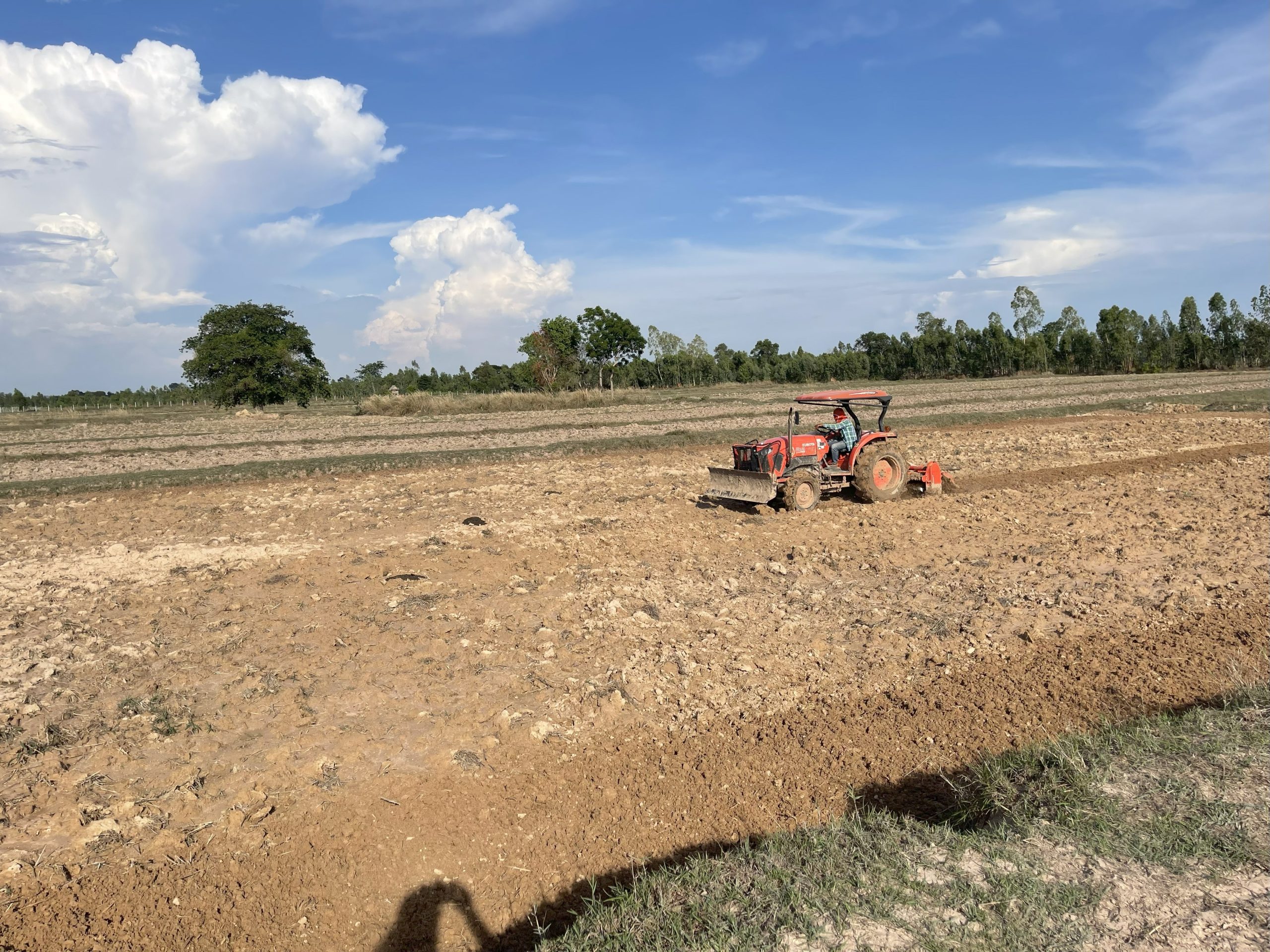 picture of Plowing the Rice Fields